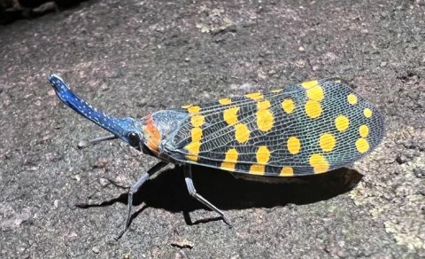 Dünyada yaşayan canlılar haqqında əslində heç nə bilmirik?