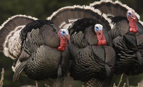 Bayramqabağı hinduşka ətinin qiymətində artım gözlənilir?