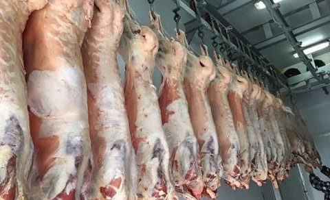 Bakıda satılan "monqol quzuları" təhlükəsizdir?