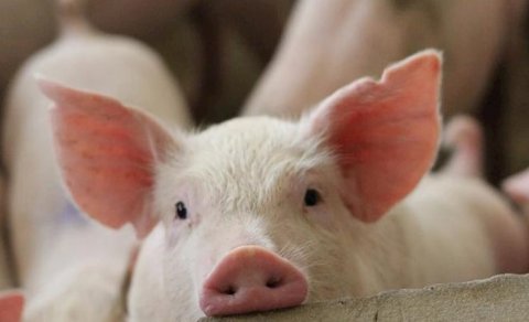 Azərbaycanda donuzlar azalıb - Ən çox hansı rayonlarda saxlanılır...