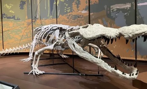 Dinozavrların kabusu idi: 10 metrlik dinozavr ovçusu timsah yenidən "dünyaya gəldi"