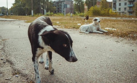Çernobıldakı itlər yeni növə çevrilirmi?