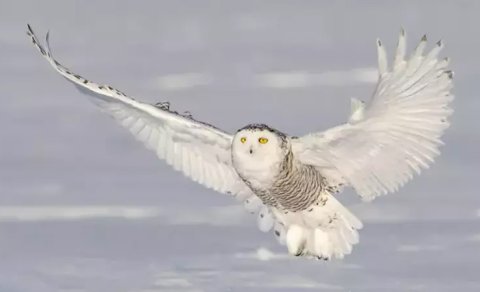 10 il sonra acı etiraf: Artıq bir dənə də qalmayıb!