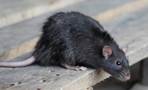 Hindistan polisi 200 kq marixuananın yoxa çıxmasında siçovulları günahlandırır