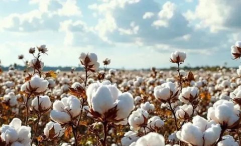 "Azərpambıq"ın xaricə satışdan gəlirləri 15,9 milyon dollar azalıb