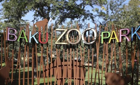 Bakı Zooparkı niyə panda ala bilmir... - Direktor müavini açıqladı