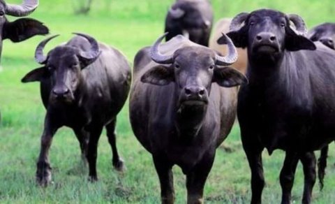 Camışların sayında kəskin azalma: Restoranlarda mal əti adı ilə təqdim olunur?