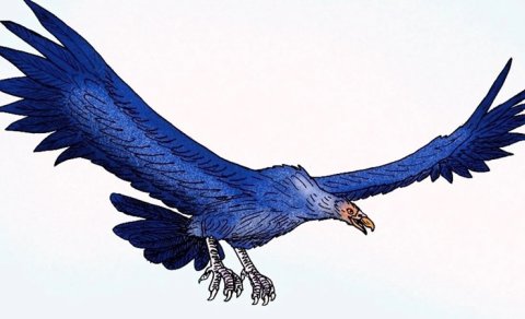 Təyyarə ölçüsündə lələkli nəhəng: Bioloq tarixin ən böyük quşu haqqında danışdı