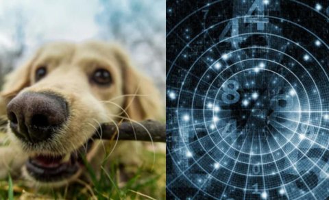 Bu aylarda doğulan insanlar heyvanları sözsüz başa düşə bilirlər