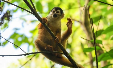 Niyə ayaq barmaqlarımızı əllərimiz kimi istifadə edə bilmirik?