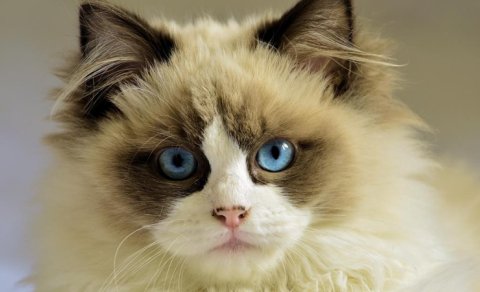 Hansı pişiklərin göz rəngi ən gözəldir? - Ekspertlər 6 top cins seçdi