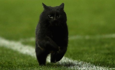 Qara pişiyin keçməsi insanın taleyini dəyişir?