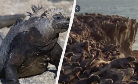 Dəniz iquanaları: Okeanın ən qəribə canlıarından biri..