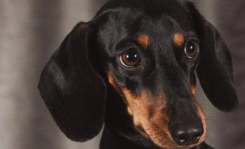 Hansı itlər daha uzun ömür sürür? - 7 ən yaxşı cins açıqlandı