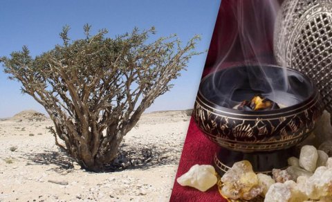 Bibliya dövrlərindən tanınan buxurun təbii mənbəyi azalır: Səbəblər açıqlandı