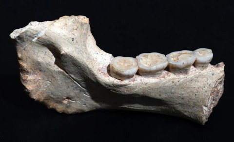 Homo sapiens və Neandertalların ehtimal olunan ortaq əcdadının qalıqları tapıldı