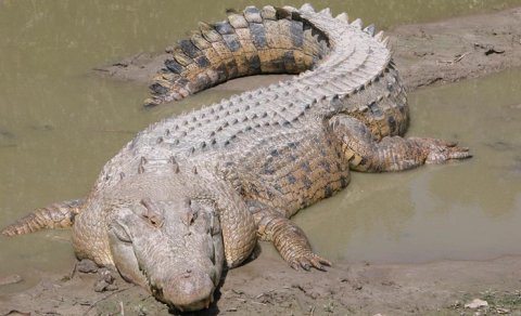 Dünyanın ən böyük sürünəni okeanı asanlıqla keçə bilir: Bunu necə bacarır?
