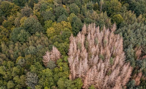 Avropada ağacların yeni üsulla əkilməsi meşələri xilas edə bilərmi?