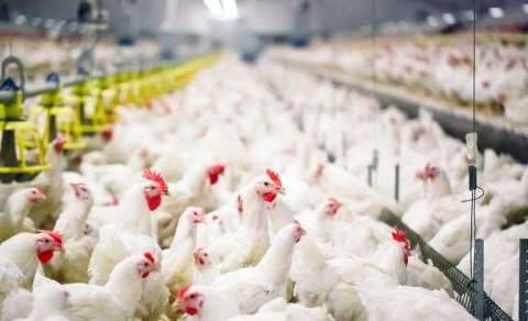 &ldquo;Gəncə Quşçuluq&rdquo; ASC-nin səhmləri hərracda