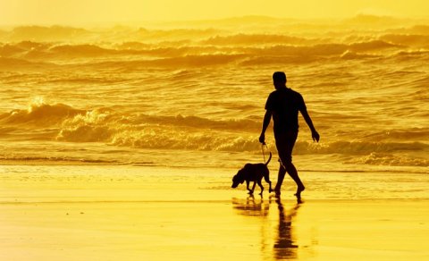 Hansı itlər sahibləri ilə ən güclü əlaqəyə malikdir? - Baytarlar 11 cins açıqladı
