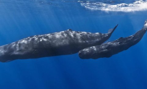 9 fil qədər ağır və reaktiv mühərrikdən daha səs-küylü: Dünyanın ən böyük yırtıcısı