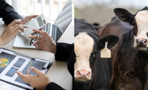 Nazirliyin 5 milyon ödədiyi minlərlə mal-qara "yoxa çıxıb"