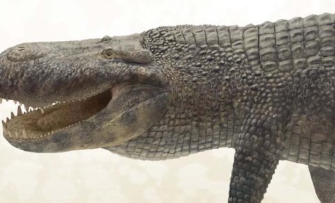 Alimlər tarixdə ən güclü dişləməyə sahib heyvanı açıqladı: Bu, dinozavr deyil