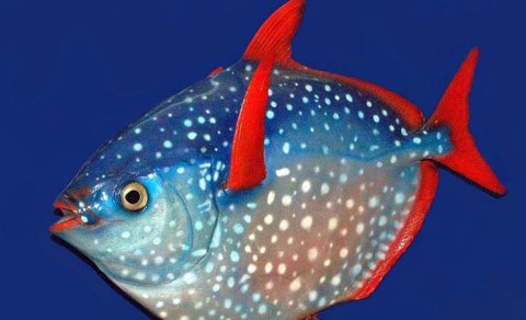 Təbiət qanunlarını pozur: Okeanın dərinliklərindəki dünyanın yeganə isti qanlı balığı