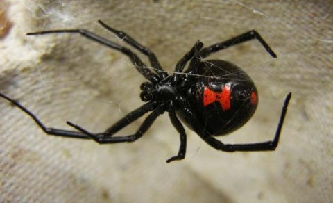 Bir metr uzunluğunda, öz çəkisindən 355 dəfə ağır: Bu ölümcül yırtıcı nədir?