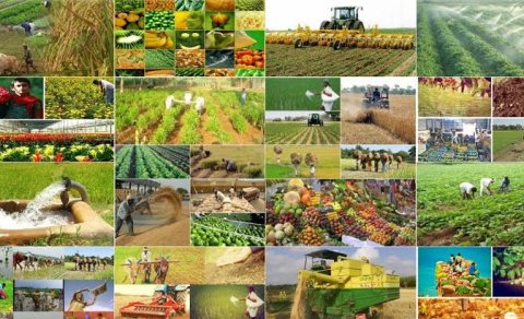 Orqanik, yoxsa ənənəvi kənd təsərrüfatı məhsullarını seçməliyik?