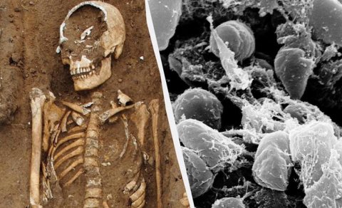 Qara Ölüm qurbanlarının olduğu orta əsr kütləvi məzarlığı tapıldı