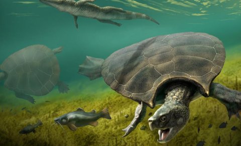 Tarixin ən böyük şirin su tısbağası haqqında nə məlumdur?