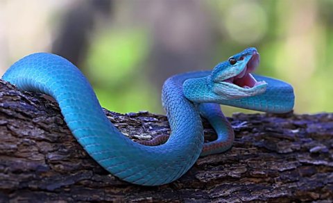 Filmdən gələn təhlükəli trend: Minlərlə insan xəbərsiz şəkildə evinə ölümcül zəhər gətirir