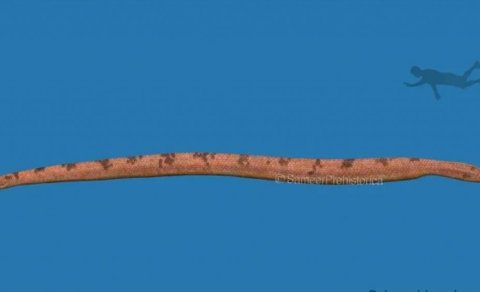 Dünyanın ən böyük dəniz ilanı 12 metrdən uzun olub və akulalarla qidalanıb