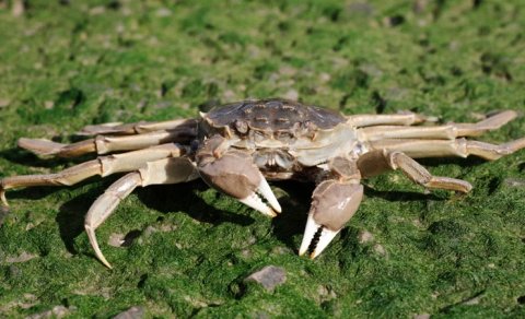 Şəhərlərin altı qazılmağa başladı: Kəlbətinli işğalçılar infrastruktur sistemlərini tıxayır