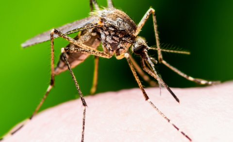 Alimlər: İqlim dəyişikliyi ilə ağcaqanad iştahı artır