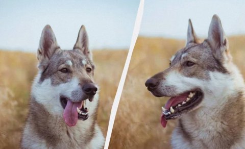 Hansı güclüdür: Canavar itləri, yoxsa adi itlər?
