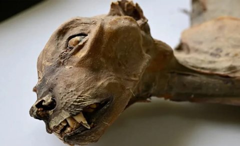 Səhradakı mağaradan çıxan 4 min illik sürpriz