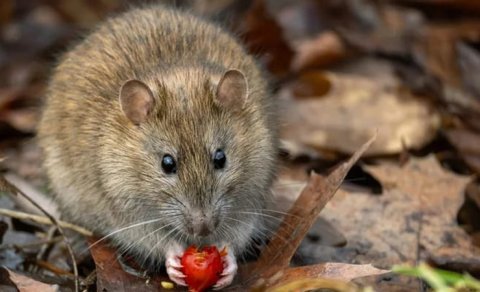 Alimlər heyvanların həyatı haqqında gözlənilməz faktları açıqladı
