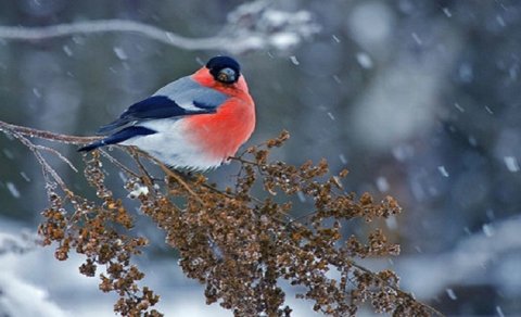 Bakıda və rayonlarda qar yağacaq, yollar buz bağlayacaq
