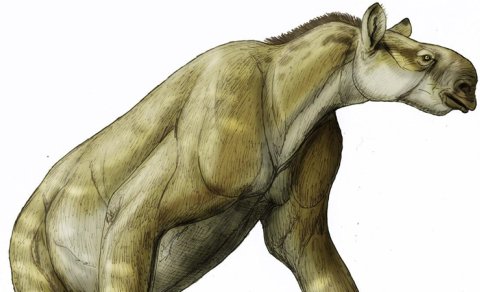 Miosen dövrünün qəribə heyvanı: Başı at kimi...