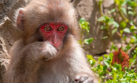 Meymunların hamam vərdişi alimləri heyrətləndirdi