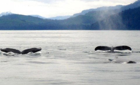 Balinalar qida çatışmazlığı səbəbindən "paylaşmağa" başlayıb: Nə baş verir?