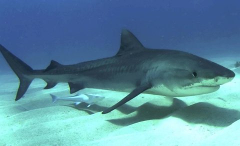 Havayda pələng köpəkbalığı hücumlarının sayı bir ayda artır: Səbəb nədir?