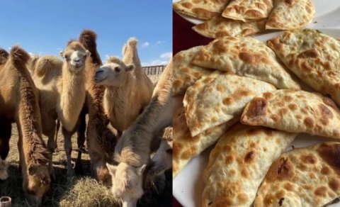 Menyuda dəvə, qutabda...