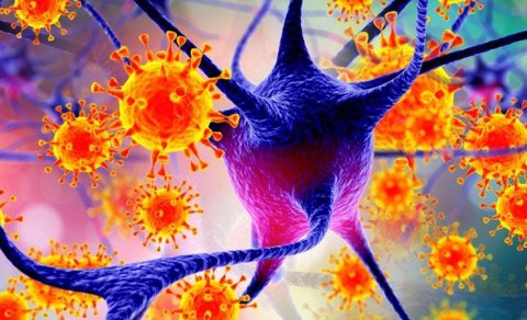 Nipah virusu nədir, ondan necə qorunmaq lazımdır?