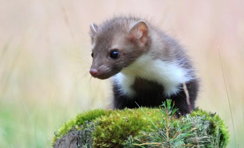 13 vəhşi dələ İngiltərədə meşəyə buraxıldı: Baş verənlər alimləri təəccübləndirdi
