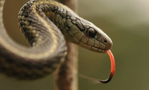 Aldadıcı ölüm: bu ilan "ölə" və "dirilə" bilir