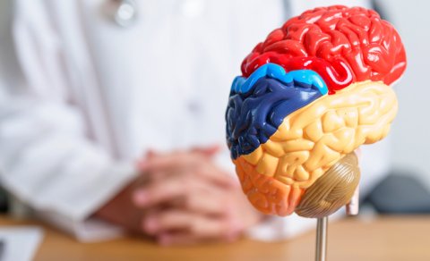 Beynin qoruyucu baryerini gücləndirməyin sadə yolu açıqlandı