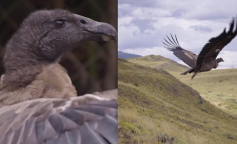 Səmaya əfsanəvi quşlar buraxıldı: Ən böyük qanadlı yırtıcı xilas edildi